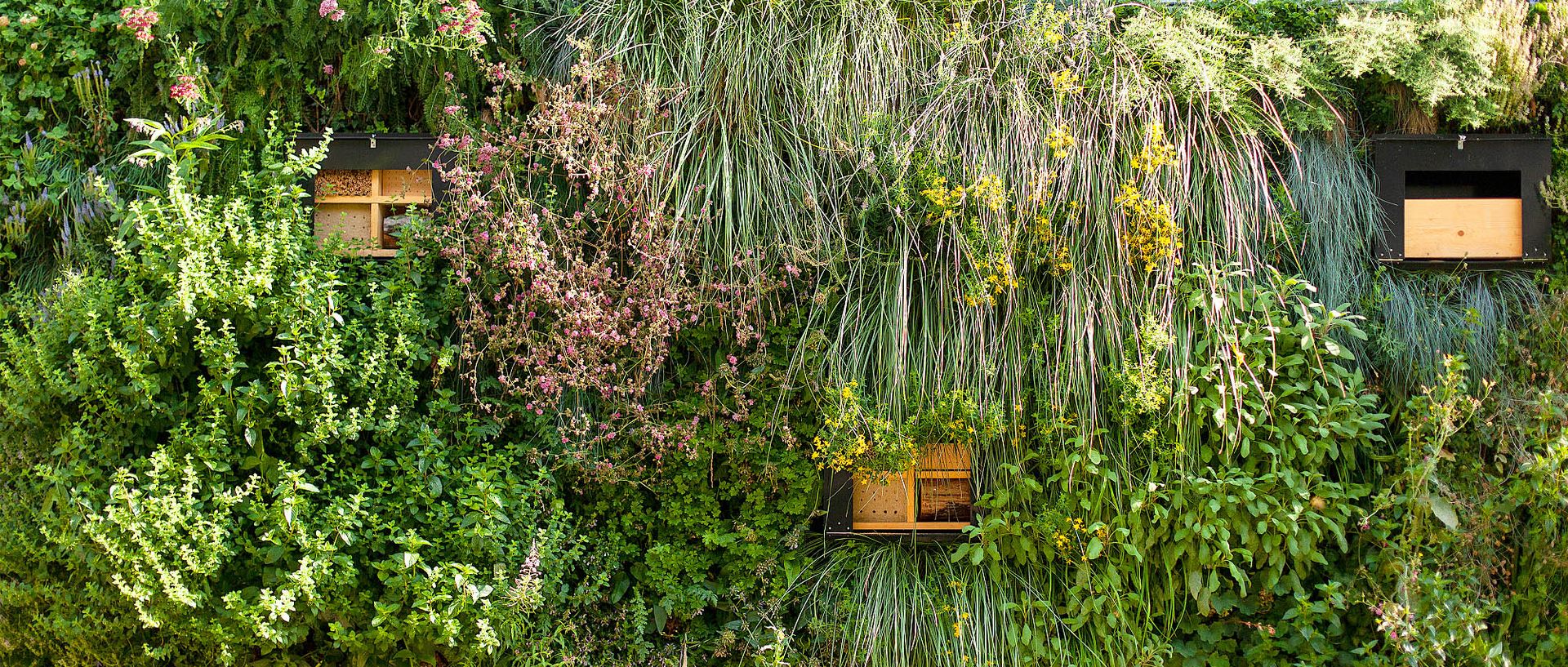 Symbolbild: grün bepflanzte Häuserfront