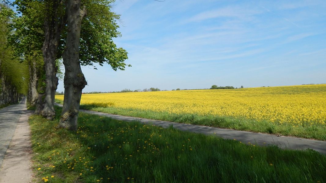 Bild von Grundstück in Zülow