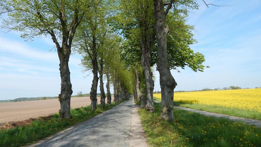 Bild von Grundstück in Zülow