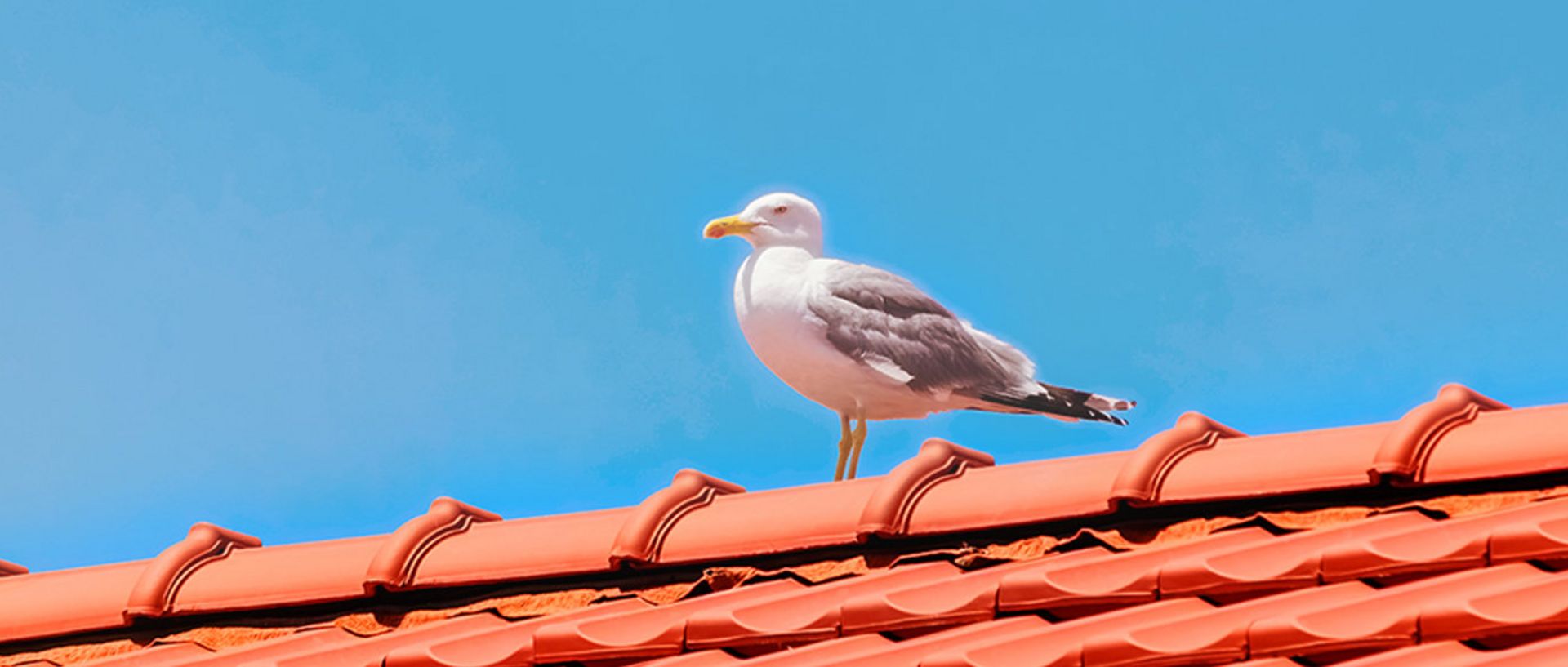Möwe steht auf einem roten Ziegeldach vor blauem Himmel.