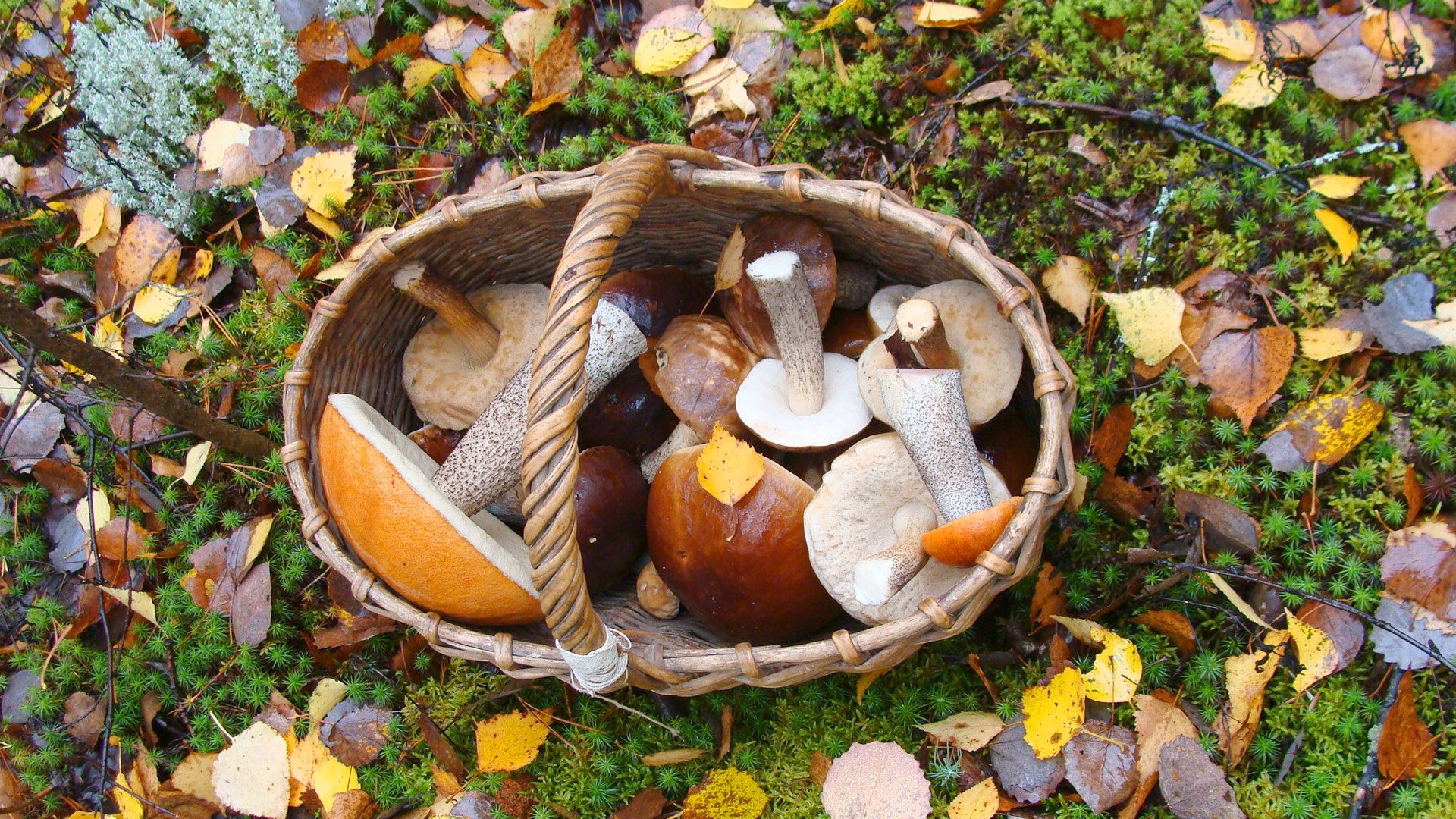 Symbolbild Pilze