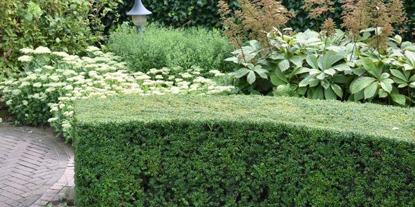 Symbolbild gepflegter Garten mit Hecke