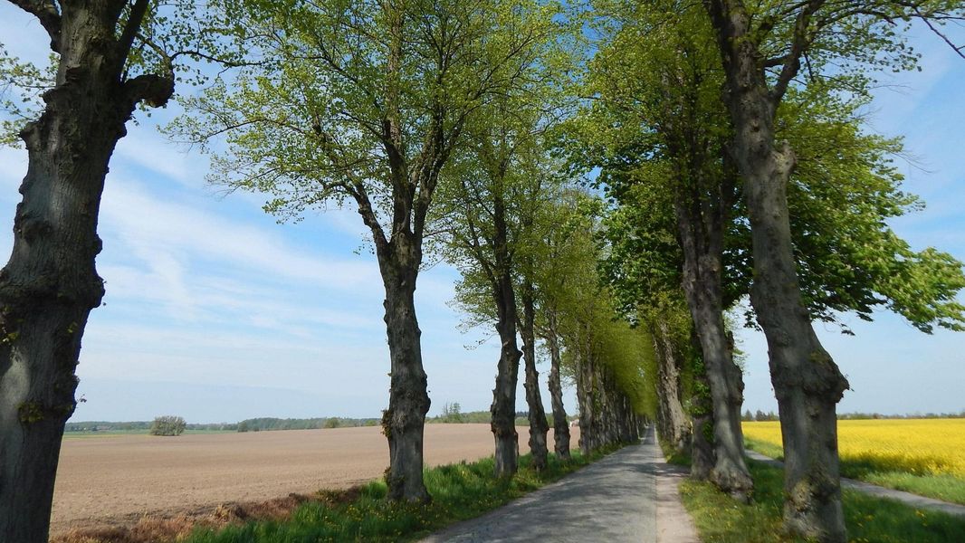 Bild von Grundstück in Zülow