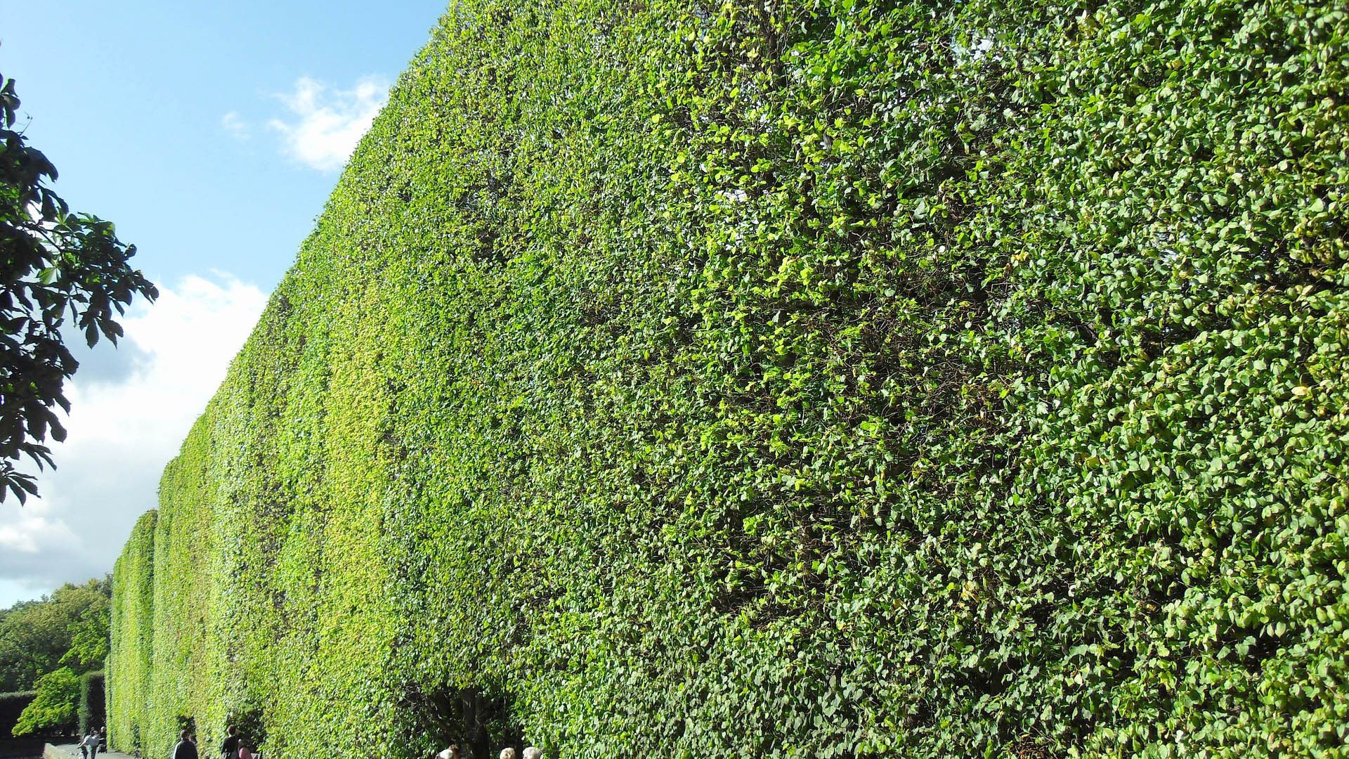 Symbolbild: hohe grüne Hecke