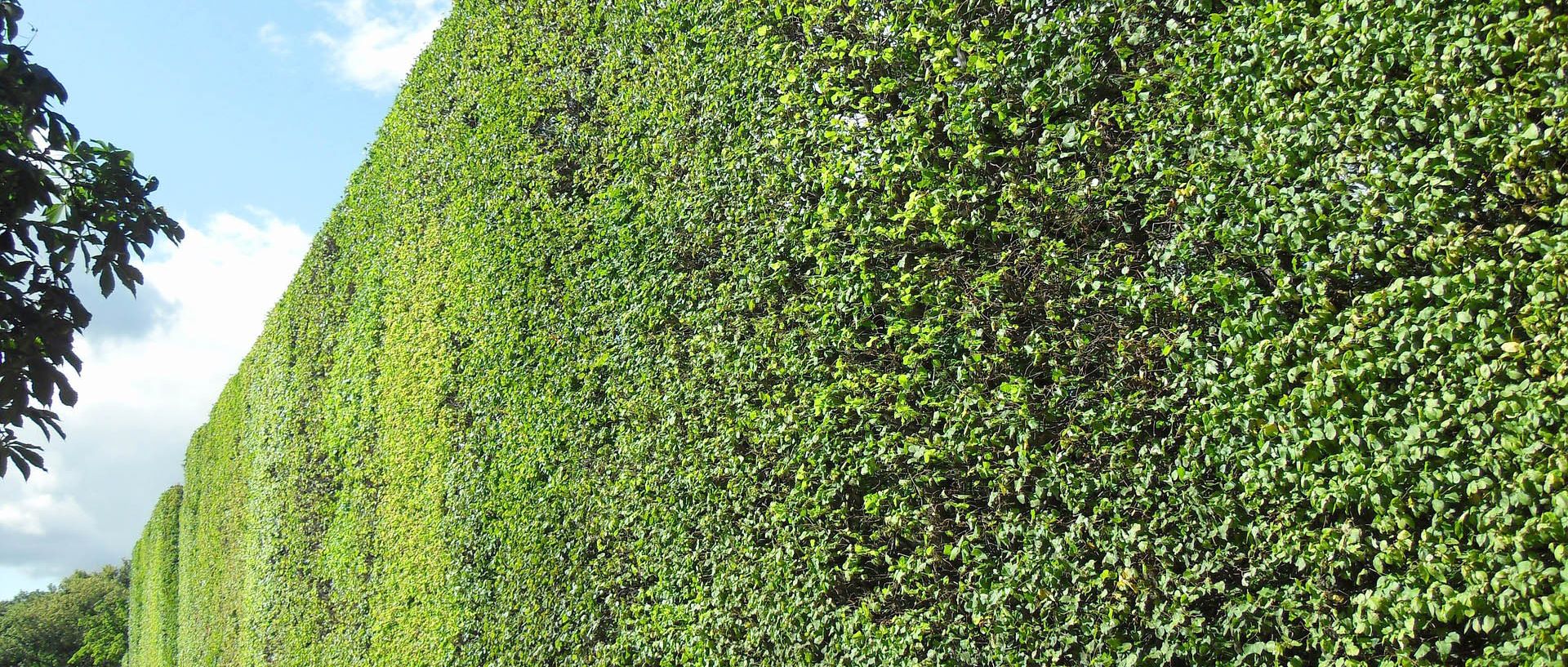 Symbolbild: hohe grüne Hecke